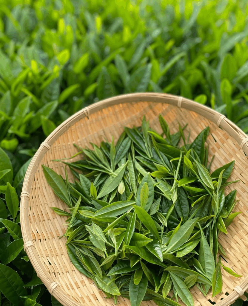 竹ざるに盛られた摘みたての茶葉