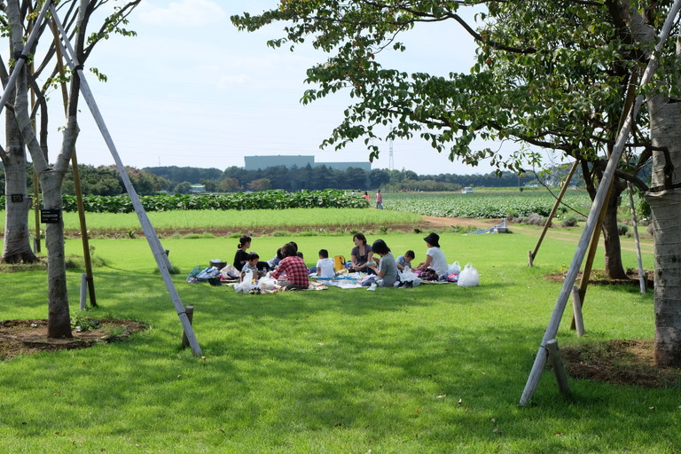 サツマイモ畑を望む芝生で昼食を囲む人々